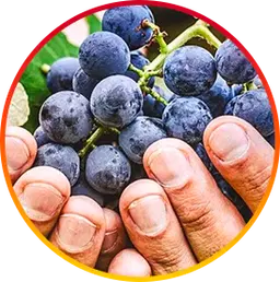 Resveratrol hepatoburn nutrient