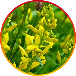 Genistein hepatoburn nutrient