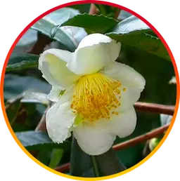 Camellia Sinensis hepatoburn nutrient