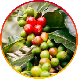Chlorogenic Acid hepatoburn nutrient
