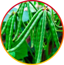 Choline hepatoburn nutrient