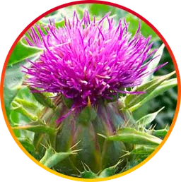 Silymarin hepatoburn nutrient